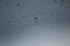 Poikilocarbo gaimardi