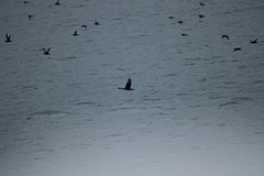 Poikilocarbo gaimardi