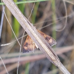 Pyrausta phoenicealis