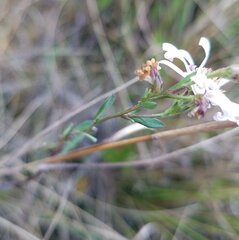 Symphyotrichum simmondsii