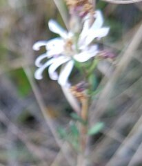 Symphyotrichum simmondsii