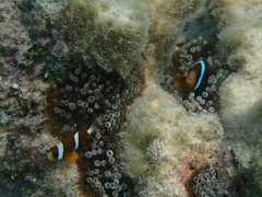Amphiprion akindynos