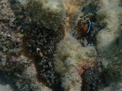 Amphiprion akindynos
