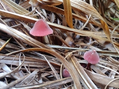 Marasmius plicatulus