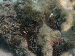 Amphiprion akindynos