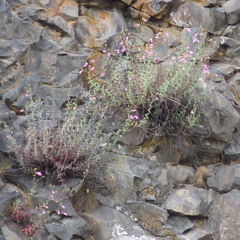 Penstemon richardsonii