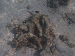 Amphiprion akindynos