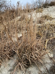Schizachyrium littorale