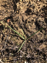 Brodiaea filifolia