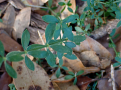 Galium bermudense