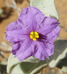 Solanum lasiophyllum