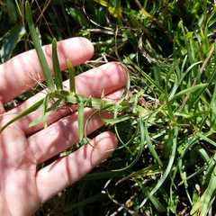 Eremochloa ophiuroides