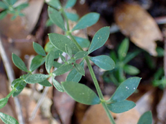 Galium bermudense