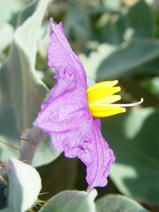 Solanum lasiophyllum