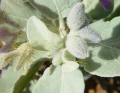 Solanum lasiophyllum