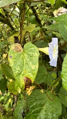 Ipomoea aristolochiifolia