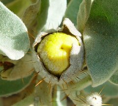 Solanum lasiophyllum