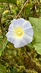 Ipomoea aristolochiifolia