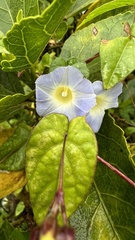 Ipomoea aristolochiifolia