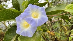 Ipomoea aristolochiifolia