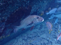 Plectorhinchus chaetodonoides