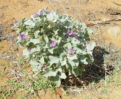 Solanum lasiophyllum
