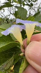 Ipomoea aristolochiifolia