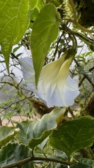 Ipomoea aristolochiifolia