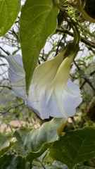Ipomoea aristolochiifolia