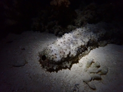 Stichopus