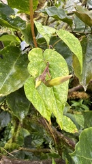Ipomoea aristolochiifolia