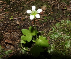 Saxifraga debilis