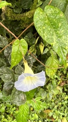Ipomoea aristolochiifolia