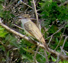Myiarchus tyrannulus
