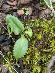 Micranthes californica
