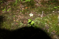 Saxifraga debilis