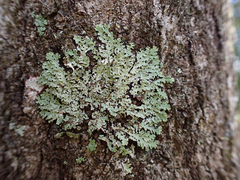 Physcia americana