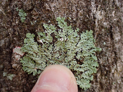 Physcia americana