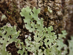 Physcia americana