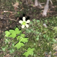 Saxifraga debilis