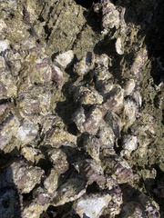 Saccostrea cuccullata