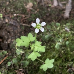 Saxifraga debilis