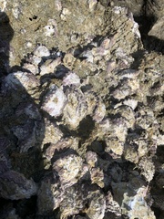 Saccostrea cuccullata