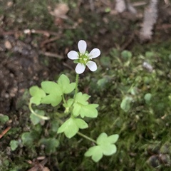Saxifraga debilis