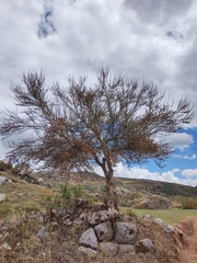 Citharexylum herrerae