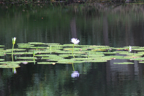 Nymphaea nouchali observed 2015-11-18