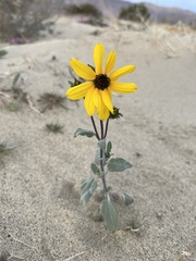 Helianthus petiolaris canescens