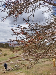 Citharexylum herrerae