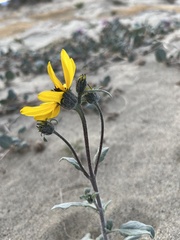 Helianthus petiolaris canescens