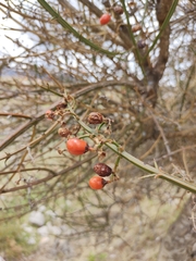 Citharexylum herrerae
